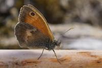 Coenonympha pamphilus