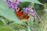 Aglais io