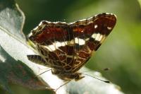 Araschnia levana