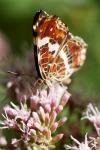 Araschnia levana