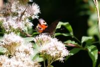 Aglais io