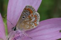 Aricia agestis