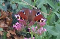 Aglais io