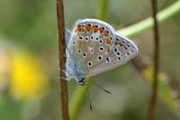 Polyommatus icarus