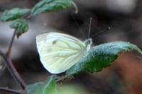 Pieris napi