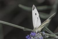 Pieris rapae