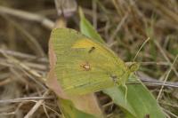 Colias crocea