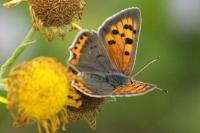 Lycaena phlaeas