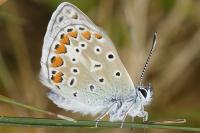 Polyommatus icarus