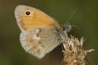 Coenonympha pamphilus