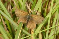 Lycaena tityrus