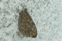 Lasiommata megera