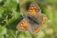Lycaena phlaeas
