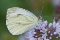 Pieris napi