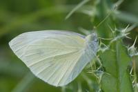 Pieris rapae