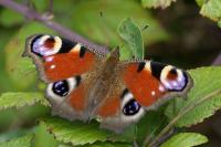 Aglais io