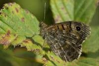 Lasiommata megera