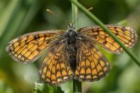 Melitaea parthenoides