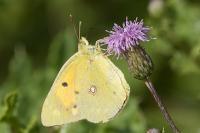 Colias crocea