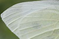 Pieris rapae