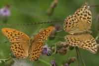 Argynnis paphia