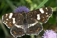 Araschnia levana