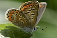 Polyommatus icarus