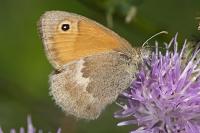 Coenonympha pamphilus