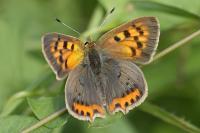 Lycaena phlaeas