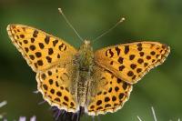 Issoria lathonia