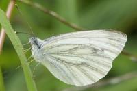Pieris napi