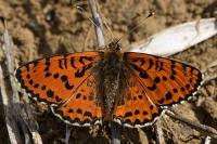 Melitaea didyma