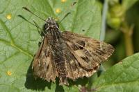 Carcharodus alceae