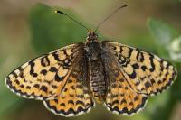 Melitaea didyma