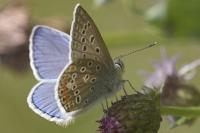 Polyommatus icarus