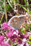 Lysandra bellargus