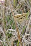 Lycaena tityrus