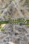 Papilio machaon