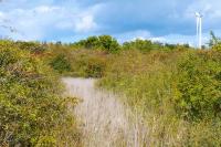 Coenonympha pamphilus