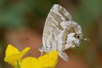 Cacyreus marshalli