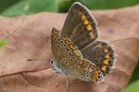 Polyommatus icarus