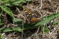 Melitaea phoebe