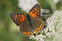 Lycaena phlaeas