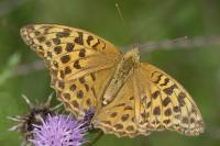 Argynnis paphia