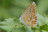 Polyommatus icarus