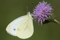 Pieris napi