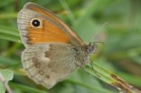 Coenonympha pamphilus