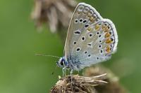 Polyommatus icarus