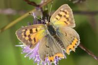 Lycaena phlaeas