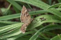 Erynnis tages